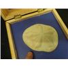 Image 7 : Sand Dollar in Wooden Display Case, Painting of Loon on Polished Stone