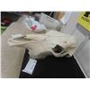 Image 3 : Horse Skull