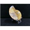 Image 2 : AMMONITE FOSSIL RETAIL $670
