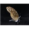 Image 2 : AMMONITE FOSSIL RETAIL $890