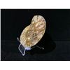 Image 3 : AMMONITE FOSSIL RETAIL $890