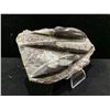 Image 2 : ORTHOCERAS FOSSIL PLAQUE RETAIL $1800