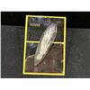 Image 1 : ORTHOCERAS FOSSIL PLAQUE RETAIL $800