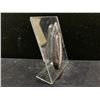 Image 2 : ORTHOCERAS FOSSIL SPECIMEN DISPLAY RETAIL $600