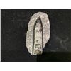 Image 2 : ORTHOCERAS FOSSIL PLAQUE 4" RETAIL $600
