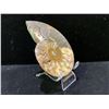 Image 2 : AMMONITE FOSSIL RETAIL $1100