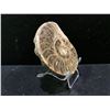 Image 2 : GENUINE AMMONITE AGONIATITE FOSSIL SPECIMEN RETAIL $800