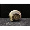 Image 2 : GENUINE AMMONITE AGONIATITE FOSSIL SPECIMEN RETAIL $500