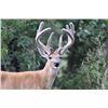 Image 2 : Trophy Whitetail Hunt in Oklahoma