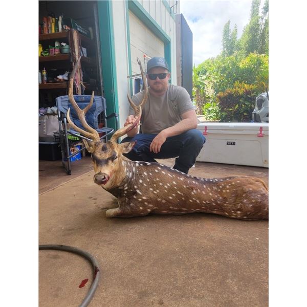 Maui Axis Deer Hunt for 12 Deer