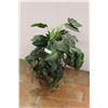 Image 1 : *Artificial Plant - 32" Tall