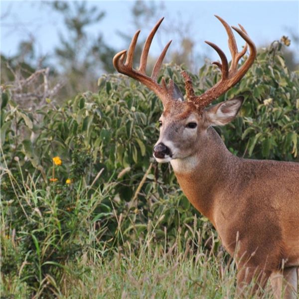 Texas Buck Hunt for 1 hunter