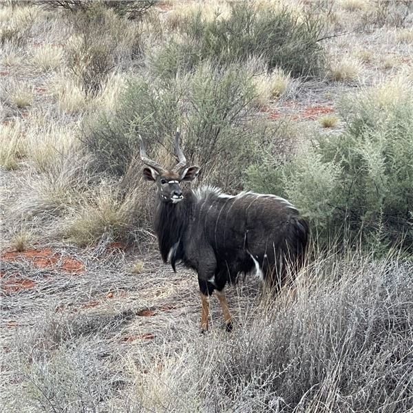 Northern Cape Kudu Hunt for 2 Hunters