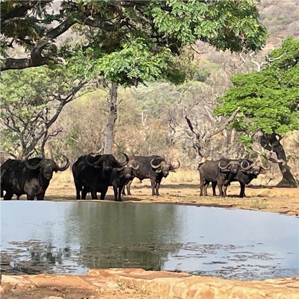 Limpopo 2 Hunter 7 day Safari