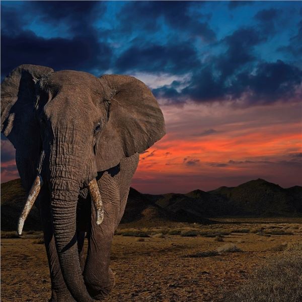 DSC Lifetime Membership