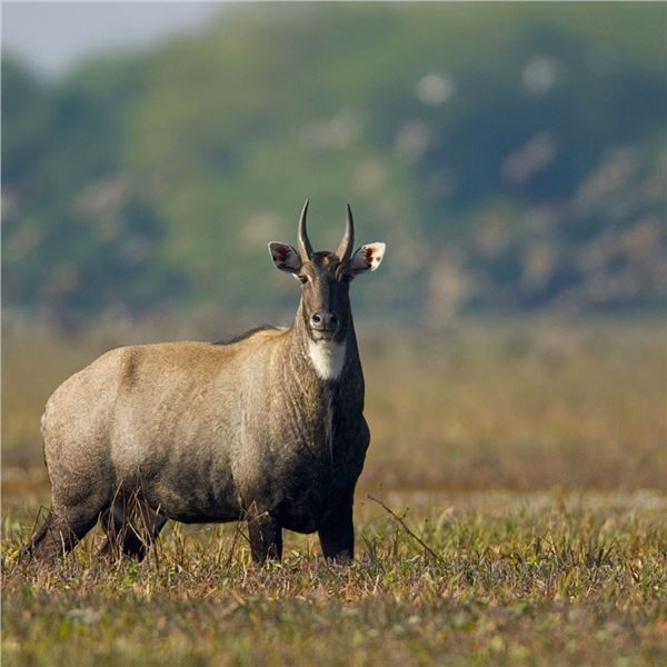 Thermal Nilgai Hunt