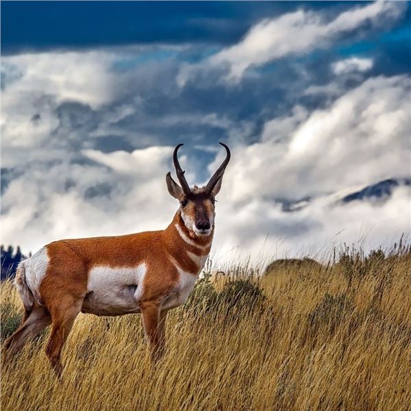 Bears Den Pronghorn Hunt