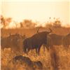 Image 1 : Wildebeest Color Slam South Africa