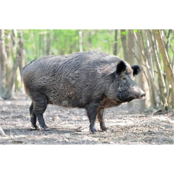 Thermal Hog Hunt 4 Hunters