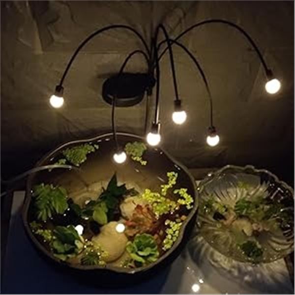 Lot of 1 Box of Firefly Solar Garden Lights - 8PCS in Box