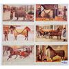 Image 2 : 5A Horse Blanket Advertising Postcards 19