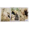 Image 1 : Novelty - Birds with Feather Attachments 9 Postcards