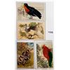 Image 2 : Novelty - Birds with Feather Attachments 9 Postcards