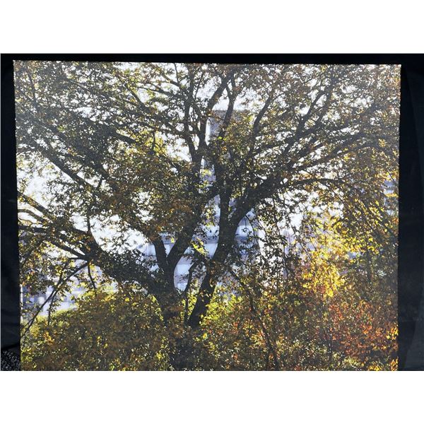 Wei Wong Tree Photograph Print On Canvass 20T x 24W
