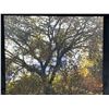 Image 1 : Wei Wong Tree Photograph Print On Canvass 20T x 24W