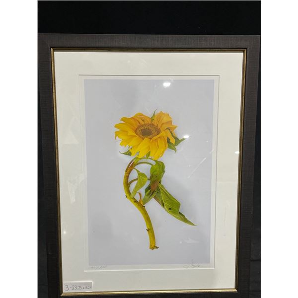 Sunflower Sketch on Paper 24 X 18