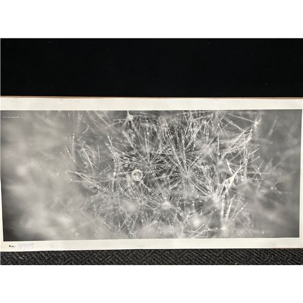 Water on Grass Photograph on Canvas 49 x 22