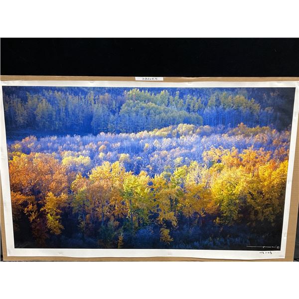 Autumn Trees Photograph on Canvas 42 X 26