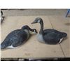 Image 3 : 1 dozen full bodied goose decoys