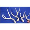 Image 2 : Antler Sheds (5) (SEE PICS!)