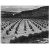 Image 1 : Adams - Corn Field, Indian Farm near Tuba City, Arizona 1941 2