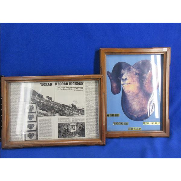 2 Pictures - World Record Bighorn Sheep - Approx. 12  x 16 