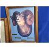 Image 3 : 2 Pictures - World Record Bighorn Sheep - Approx. 12" x 16"