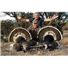Image 1 : 4 Day/5 Night Sonora Goulds Turkey Hunt for Two Hunters