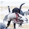 Image 1 : Southern Alberta Waterfowl Hunt