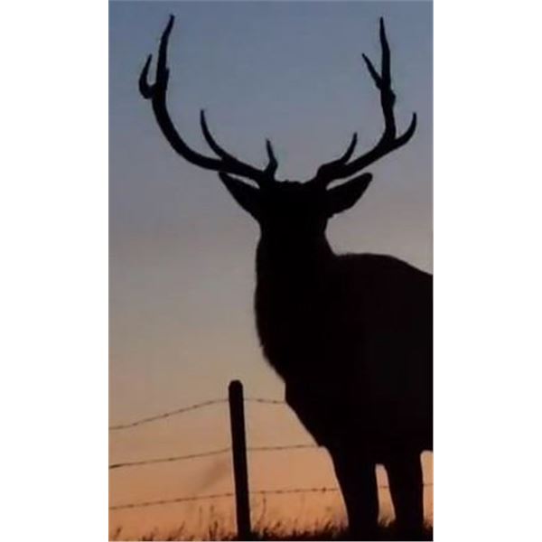 Southern Alberta Bull Elk Hunt