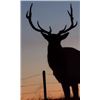Image 1 : Southern Alberta Bull Elk Hunt