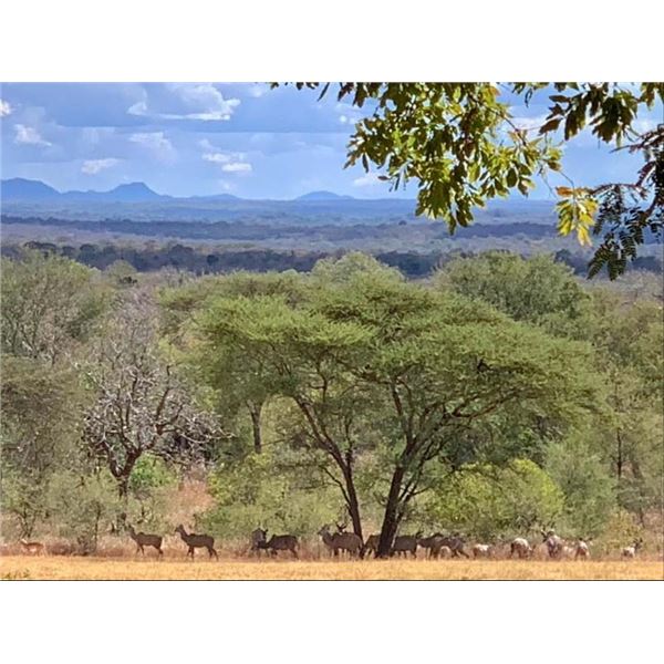 Mozambique Plains Game Hunt for 1 Hunter and 1 Observer