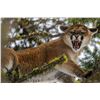 Image 6 : British Columbia Mountain Lion Hunt