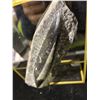 Image 2 : ORTHOCERAS FOSSIL SPECIMEN DISPLAY RETAIL $800