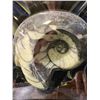 Image 2 : GENUINE AMMONITE GONIATITE FOSSIL SPECIMEN RETAIL $500