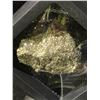 Image 2 : HIGH GRADE NATURAL PYRITE RETAIL $400