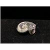 Image 2 : GENUINE AMMONITE AGONIATITE FOSSIL SPECIMEN RETAIL $500