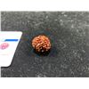Image 2 : GENUINE NATURAL 7 FACE RUDRAKSHA RETAIL $900