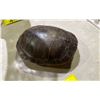 Image 1 : TURTLE SHELL
