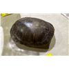 Image 2 : TURTLE SHELL